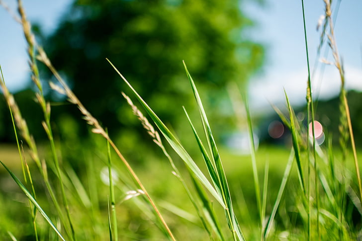blur, blurry, close-up, dof, environment, field, grass