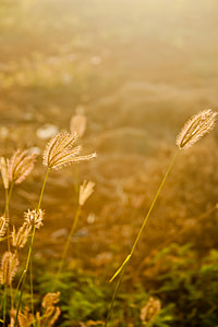 campi, erba, d'oro, tramonto