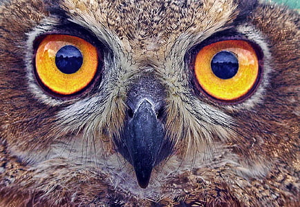 owl, eyes, stare, bird, feather, beak, carnivore