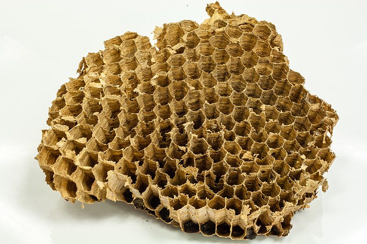 hvepse, Honeycomb, honning, bier, natur, blomster, bikube