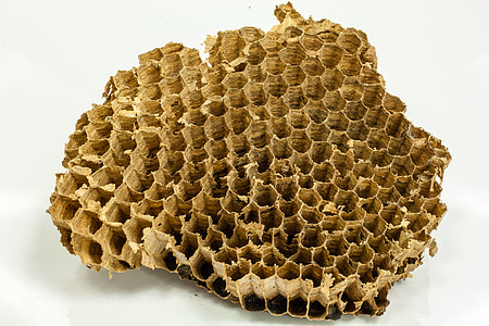 guêpes, nid d’abeille, miel, abeilles, nature, fleurs, ruche