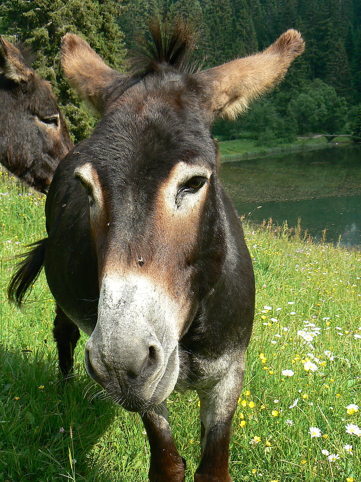 ane, animal, donkey, equine, long ears, têtu, robust