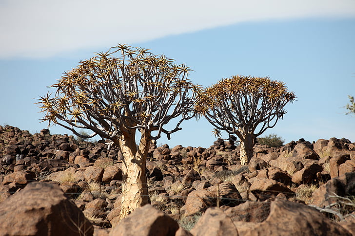 Намибия, Африка, суша, сухо, дърво, пустиня, пясък