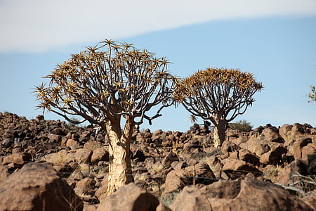 Namibie, Afrika, sucho, suché, strom, poušť, písek