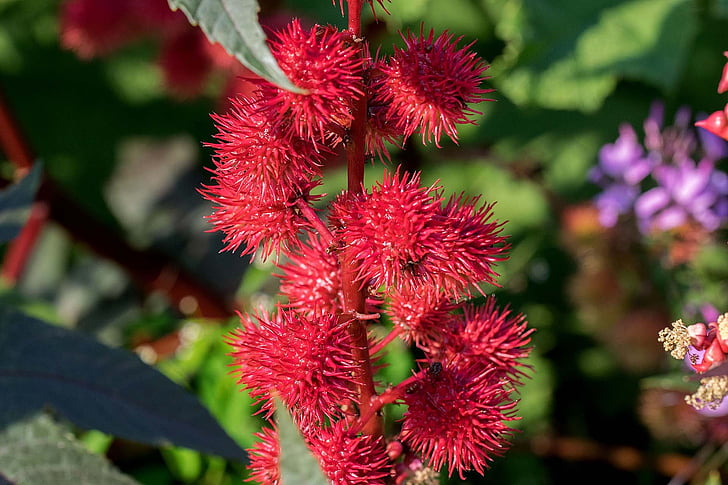 flower, blossom, bloom, red flower, nature