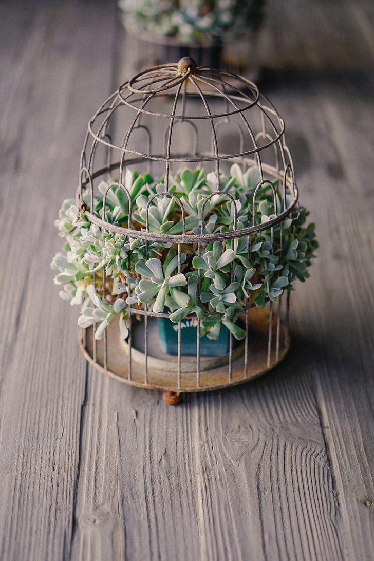 wooden, table, green, plant, nature, flower, cage