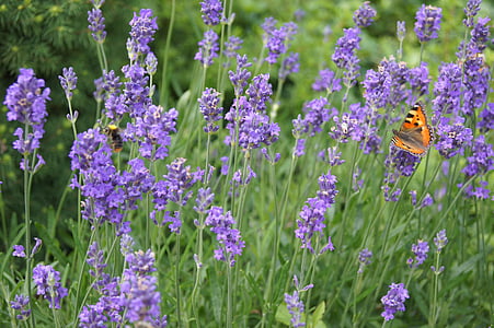 sivka, rastlin, vijolični cvetni, Sivka na vrtu, Lavandula, sivke in metulj, metulj