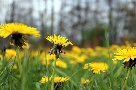 глухарчета, природата, Пролет, цветя, жълти цветя, Блум, диви цветя