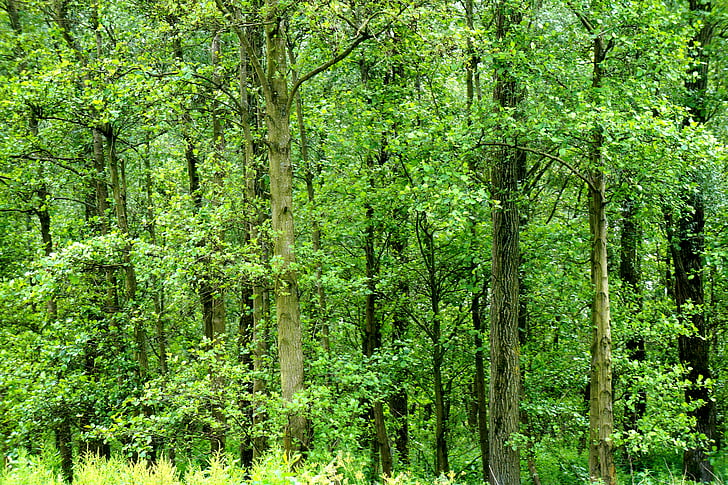 rừng, Hà Lan, Thiên nhiên, cảnh quan, màu xanh lá cây