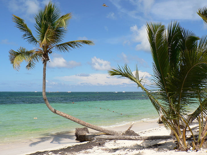 Dominikai Köztársaság, Punta cana, Beach, kókusz, tenger, Holiday, paradicsom