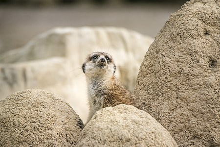 Meerkat, Ζωολογικός Κήπος, περίεργος, ζώο, Tiergarten