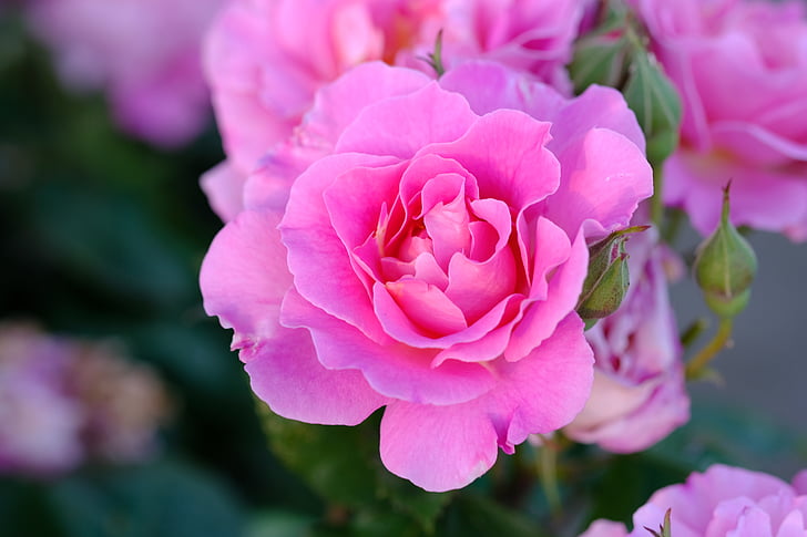 tõusis, roosa, roosa roos, roosa õitega, lilled, õis, Bloom