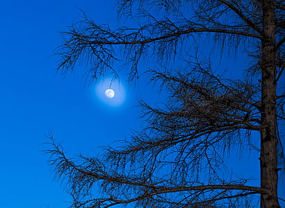 Луната, лиственица, дърво, настроение, мистични, Hof, светлина
