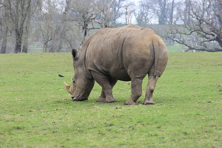 rhinoceros, rhino, grazing, animal, wildlife, nature, mammal