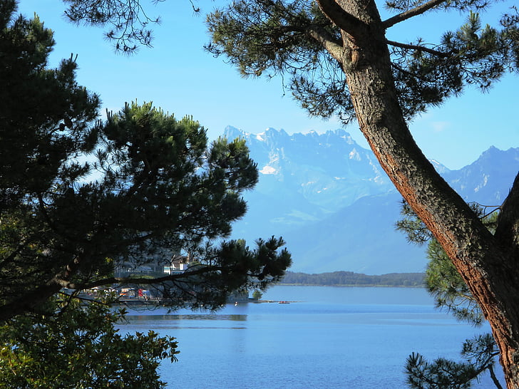 träd, bergen, Genèvesjön, vatten, soligt, Schweiz