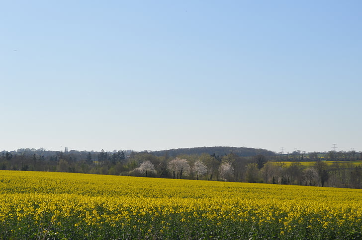 Normandy, lĩnh vực, màu xanh lá cây, lĩnh vực, đất nông nghiệp, nông nghiệp, cảnh quan