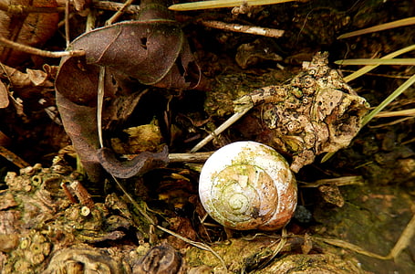 shell, nature, leave, checkbook houses, empty snail shell, emotion, autumn