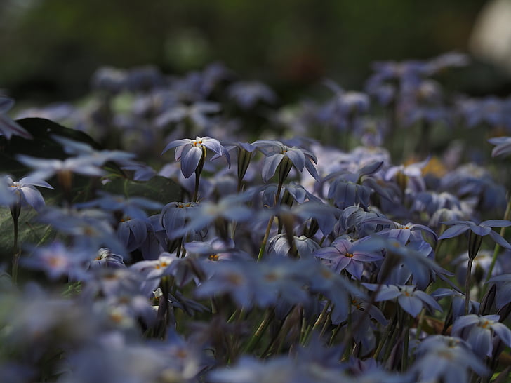ipheion uniflorum, kukat, sininen, kasvi, Luonto, kukka