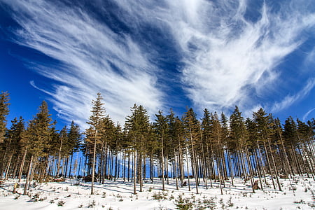 Kälte, Wald, Landschaft, niedrigen Winkel gedreht, im freien, Perspektive, landschaftlich reizvolle