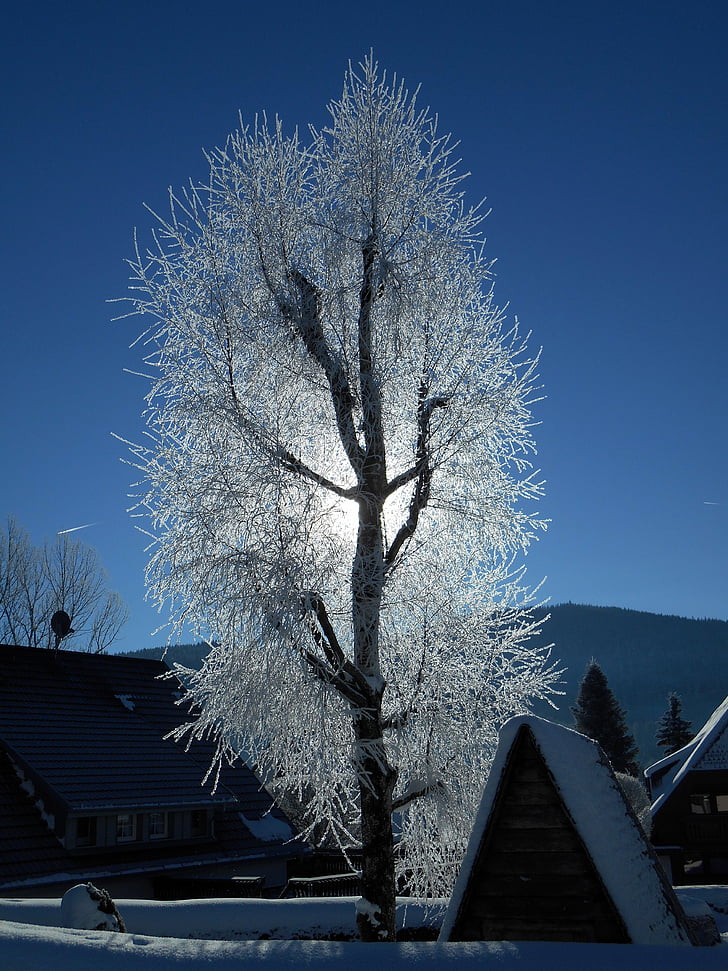 snijeg, drvo, LED, Zima, studen, snježne, zimska čarolija