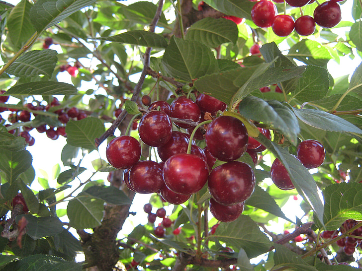 cherry, fruits, fruit tree