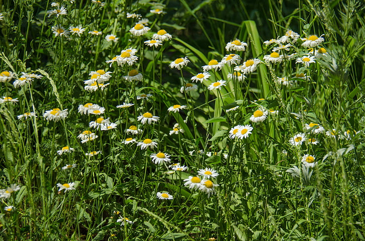 kamomill, blommor, Daisy, vit, blomma, vita blommor, sommar