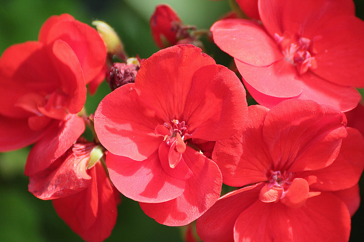 Geranium, punainen, Blossom, Bloom, kukka, Sulje