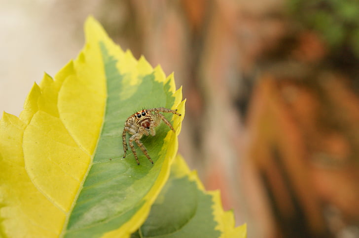 Příroda, hmyz, pavouk, v, Virginia, Cauca, Kolumbie