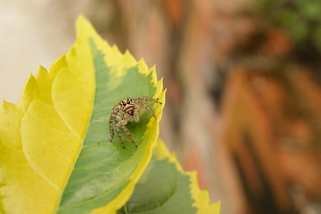 naturen, insekter, spindel, den, Virginia, Quindio, Colombia