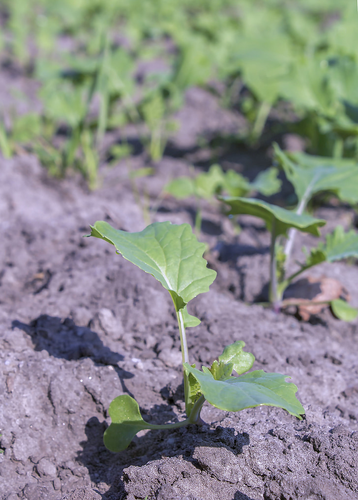 Bladeren, boom, natuur, landschap, plant, bos, hemel