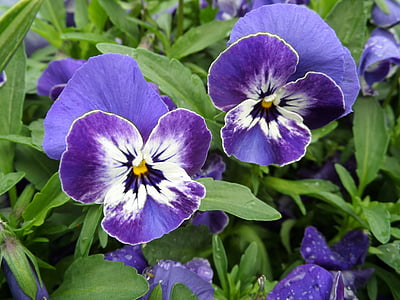 Pansy, Viola, lila, Violet, blå, Blossom, Bloom