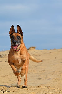 malinois, sorra, l'estiu, platja, càlid, sol, gos de pastor belga