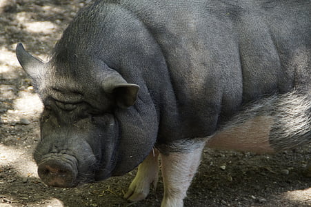 pot bellied pig, pig, ponderous, thick, skin, mammal, livestock