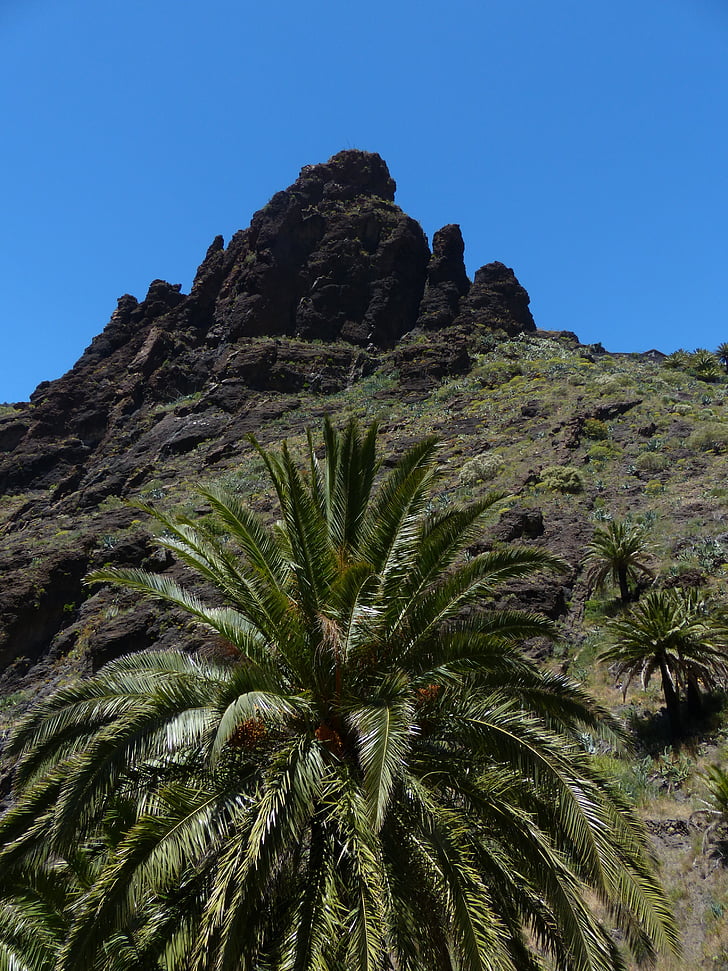 masca szurdok, hegyek, Teno-hegység, Tenerife, Palm, Kanári-szigetek, Kanári szigeten datolyapálma