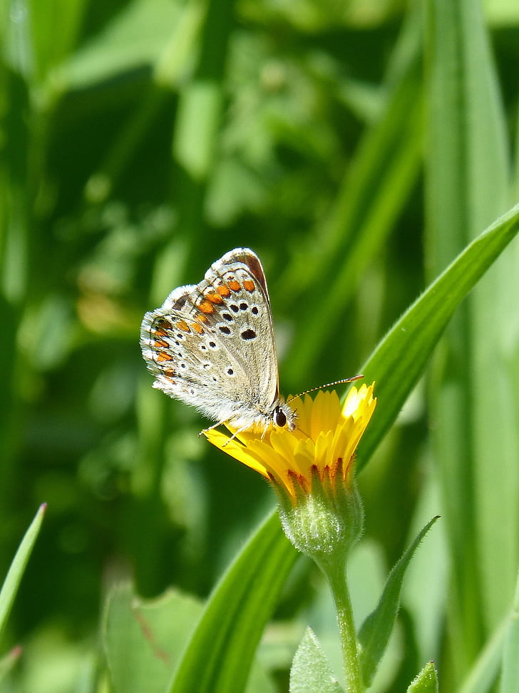 papillon, Aricia cramera, Brunette, Moreneta sud, en détail