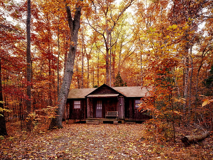 otoño, caída, follaje, bosque, árboles, maderas, cabaña de troncos