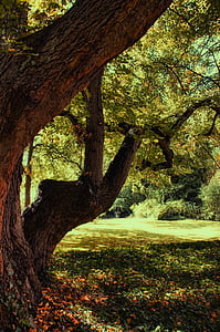 Parque, árvores, Embora, jardim, Castelo Parque glienecke, árvore de folha caduca, verde