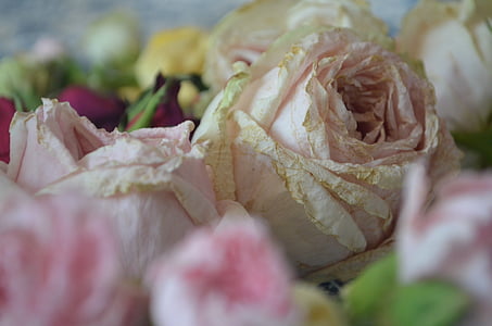 biela ruža, ruže, lístkov, kvet, ponuka rose, kvety, detailné