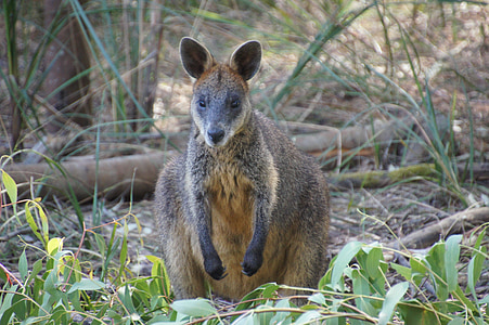 Wallaby, Australia, canguro, marsupiale, mammifero, Phillip island