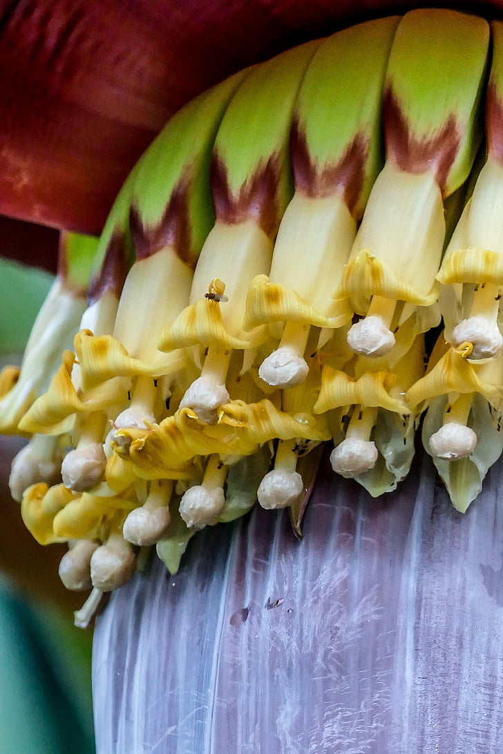 banán cserje, Blossom, Bloom, növény, zár, Vietnam
