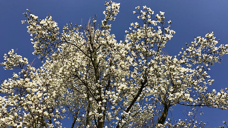 kevadel, õis, Bloom, valge, Magnolia, loodus, puu