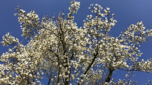 pavasarį, žiedų, žydėti, balta, magnolija, Gamta, medis