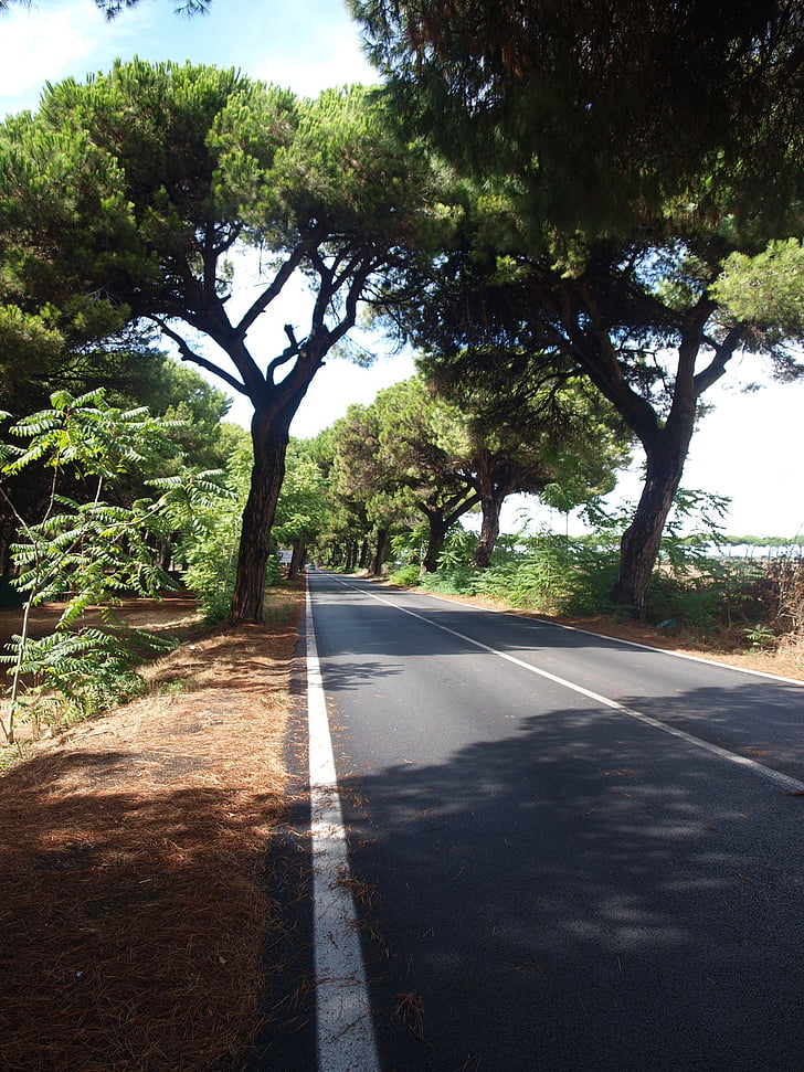 Pine avenue, Pine, Italien, Road, landskap