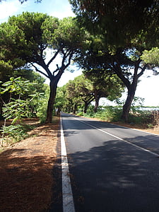 pine avenue, pine, italy, road, landscape