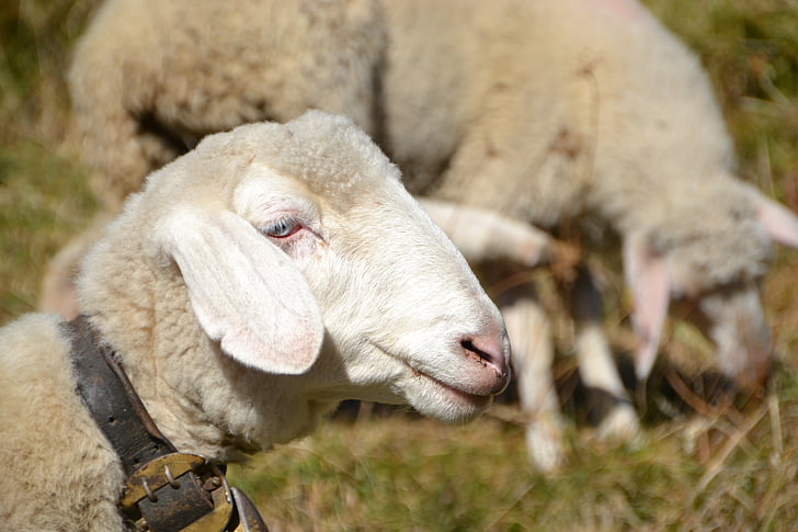 aitas, dzīvnieku, saime, vilna, daba, aitas vilna, aitu ganāmpulku