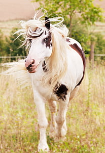 kůň, zvíře, Příroda, zvířecí portrét, bílá, hnědá, jízda, spojka
