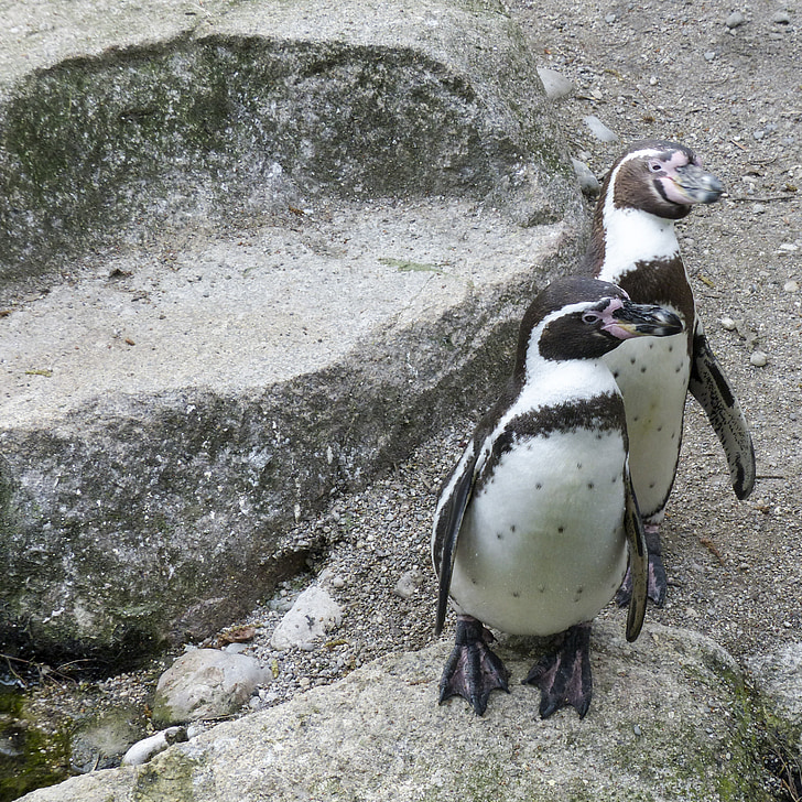 Pinguins de Humboldt, pinguins, animais, bonito, vida selvagem, Ártico, jardim zoológico
