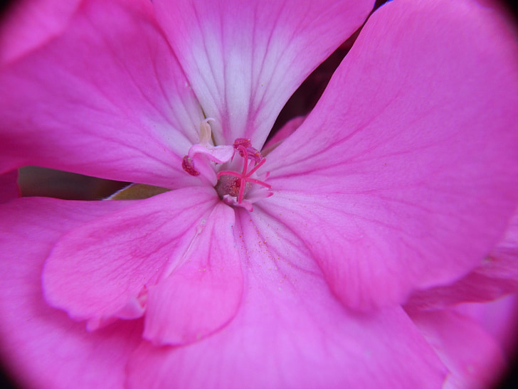 花, 浪漫, 爱, 粉色, 植物, 美丽, 打开