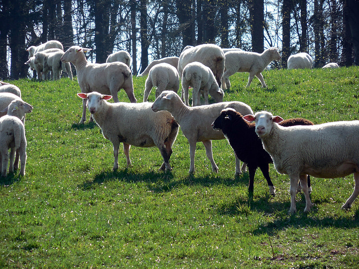 schapen, kudde, kudde schapen, wol, grasland, dieren, dier van de kudde