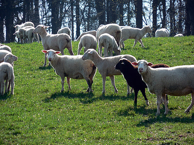 avių, pulko, avių banda, vilnos, ganyklos, gyvūnai, bandos gyvūnų